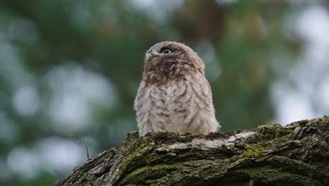 Steinkauz-Sitzt-Vollkommen-Still-In-Einem-Baum-Auf-Einem-Baumstamm-Mit-Verschwommenem-Hintergrund