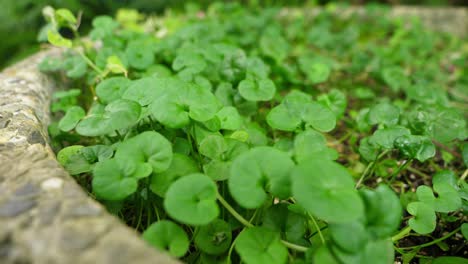 nature green pratia nummularia lam leaf in taiwan taipei botanic garden