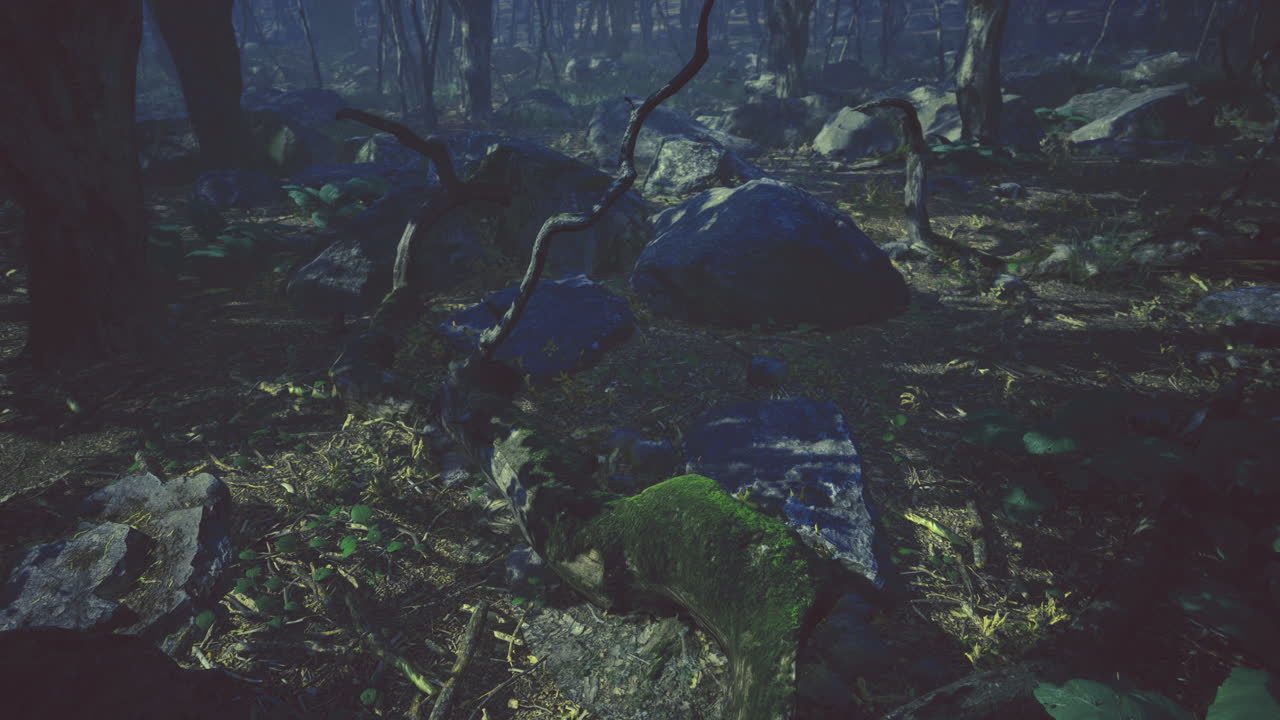 Mysterious forest with rocks and vines under soft light invites exploration