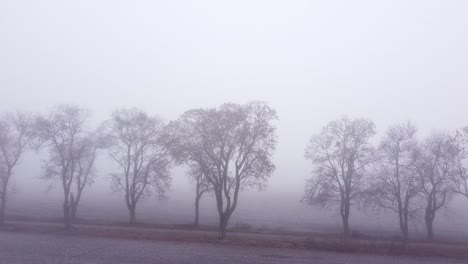 autumnal view of dirt road through fields, lined with old trees and vanishing into the fog