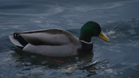 Männliche-Stockente-Schwimmt-Auf-Einem-Teich-Mit-Eis-Auf-Der-Suche-Nach-Nahrung---Nahaufnahme,-Zeitlupe