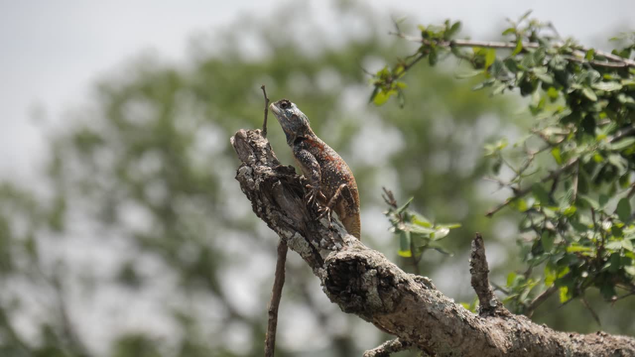 el lagarto agama de cabeza azul se mueve rápidamente cuando los insectos vuelan cerca del árbol