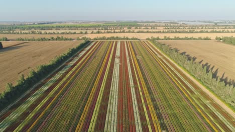 Aerial-footage-of-a-large-flower-field-with-multiple-colors