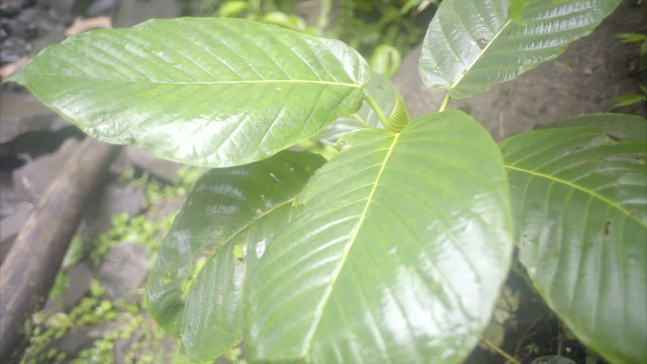 planta verde que sopla en el viento