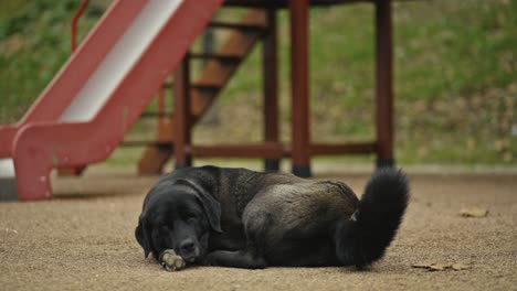 a homeless dog sitting, sleeping, playing