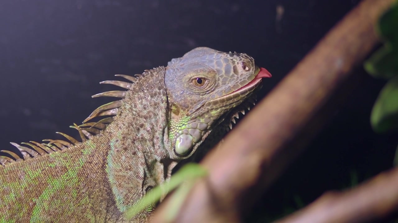 Primer plano de una iguana verde descansando en una rama