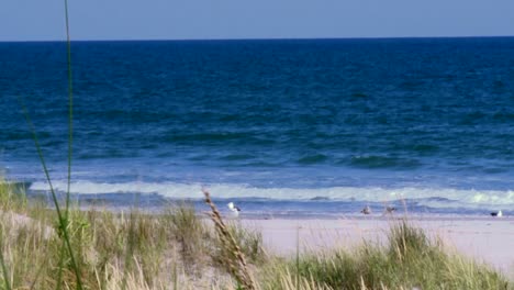 Gaviotas-En-La-Playa-De-Arena-Con-Olas-Del-Mar-Chapoteando-En-Maryland,-EE.UU.