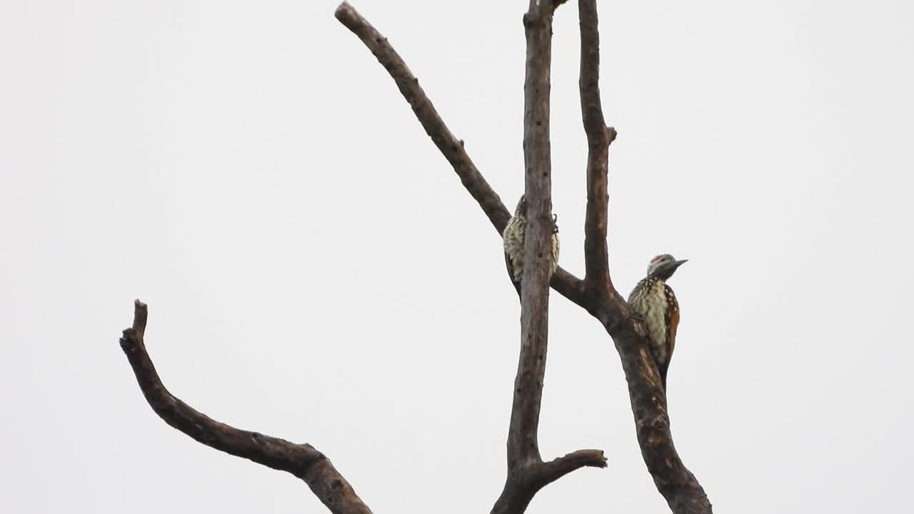 Woody woodpecker in Tree MP4 UHd Video