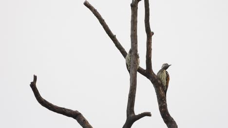 woody pájaro carpintero en el árbol mp4 uhd video