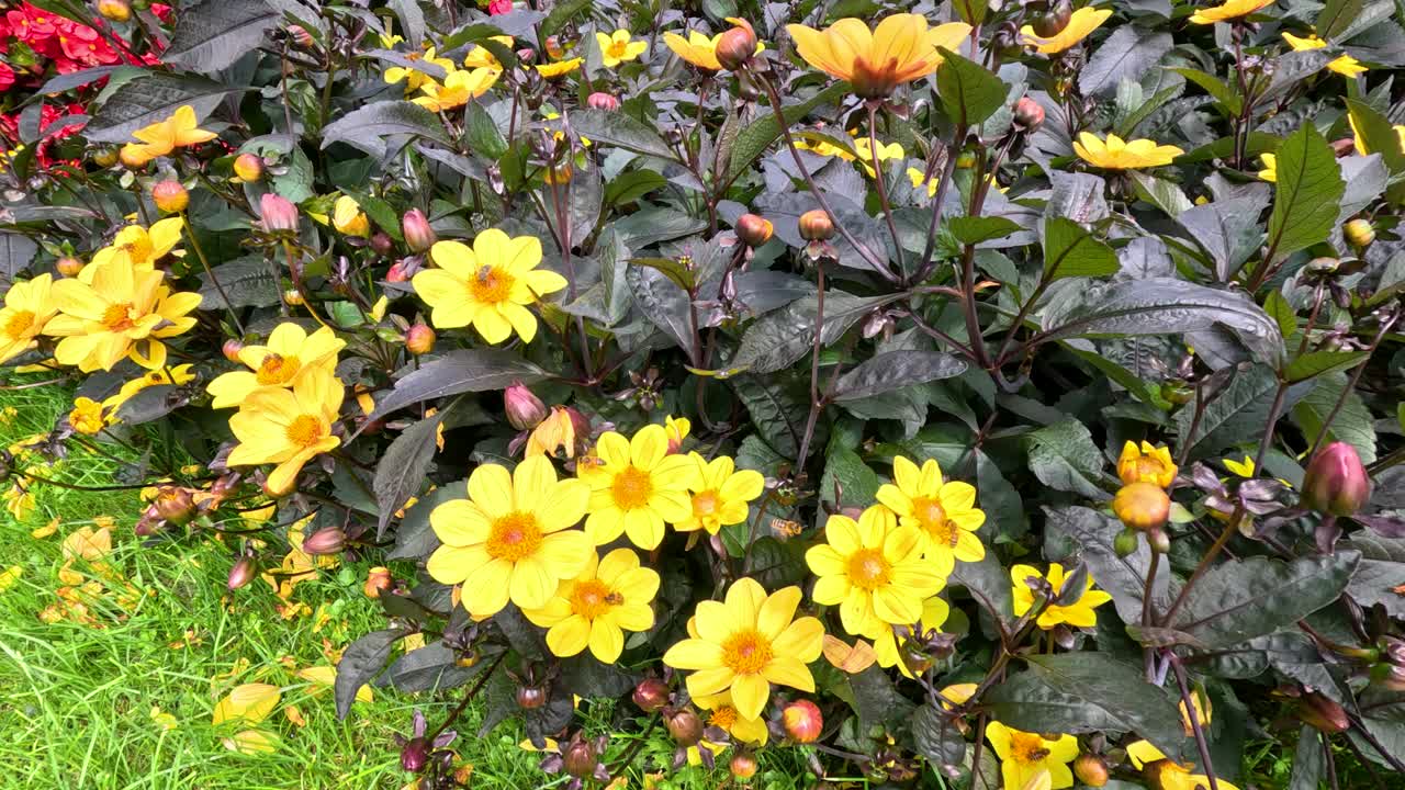 A bee moves among vibrant yellow Turnera ulmifolia flowers in a lush garden, captured in natural daylight with smooth, steady camera motion