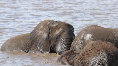 primer plano de cuatro elefantes africanos divirtiéndose en el pozo de agua, salpicando y sumergiendo, parque nacional kruger