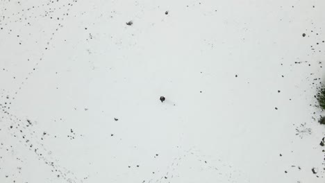 drone overhead aerial view of man walking in snowy field alone, israel, odem forest