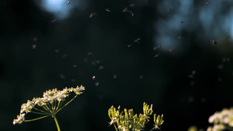 flies around flowers