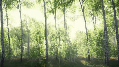 birch-forest-in-sunlight-in-the-morning