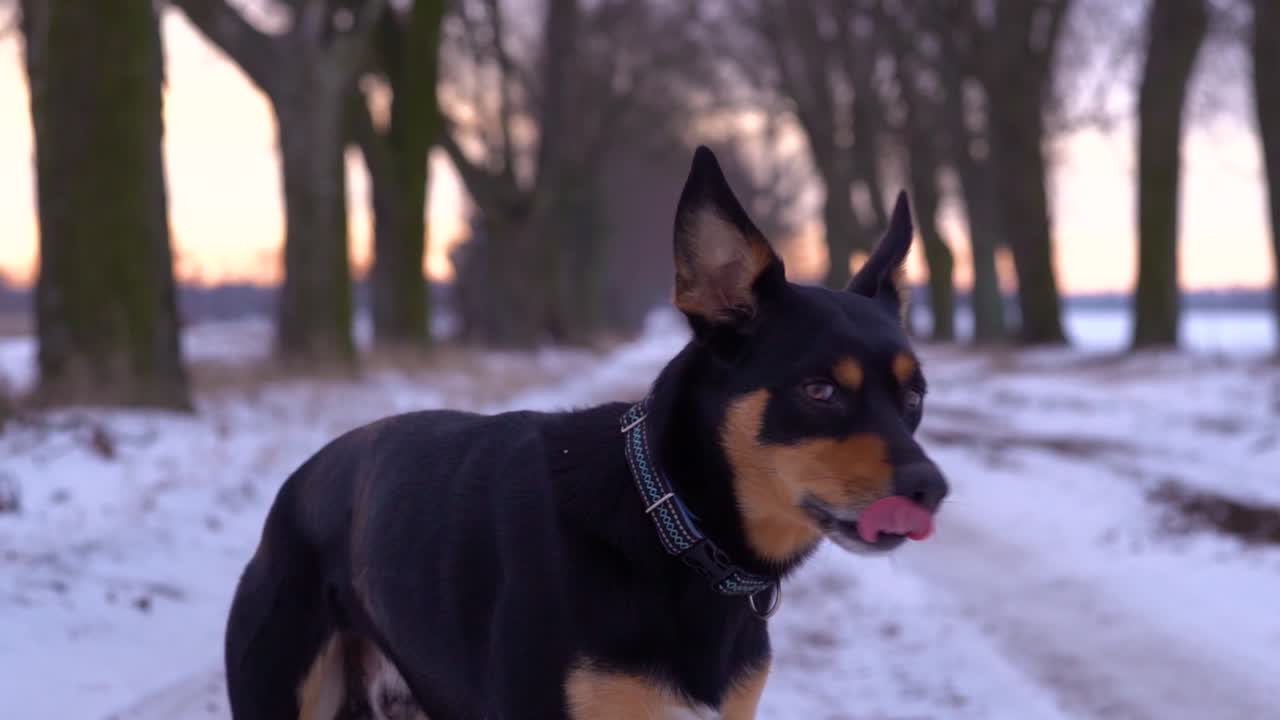 귀여운 검은색과 황갈색 켈피 개가 카메라를 향해 머리를 돌리고 코를 핥습니다