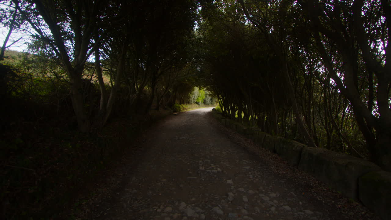 shot of trees over growing country lane at Bessy's Cove, The Enys, cornwall