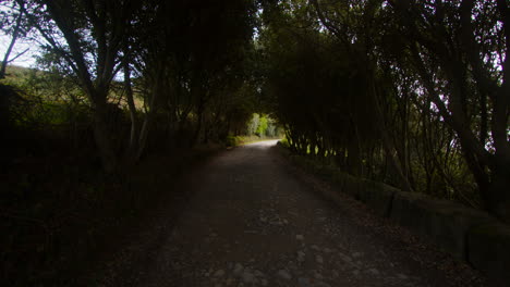 disparo de árboles sobre el camino de cultivo en bessie's cove, the enys, cornualles