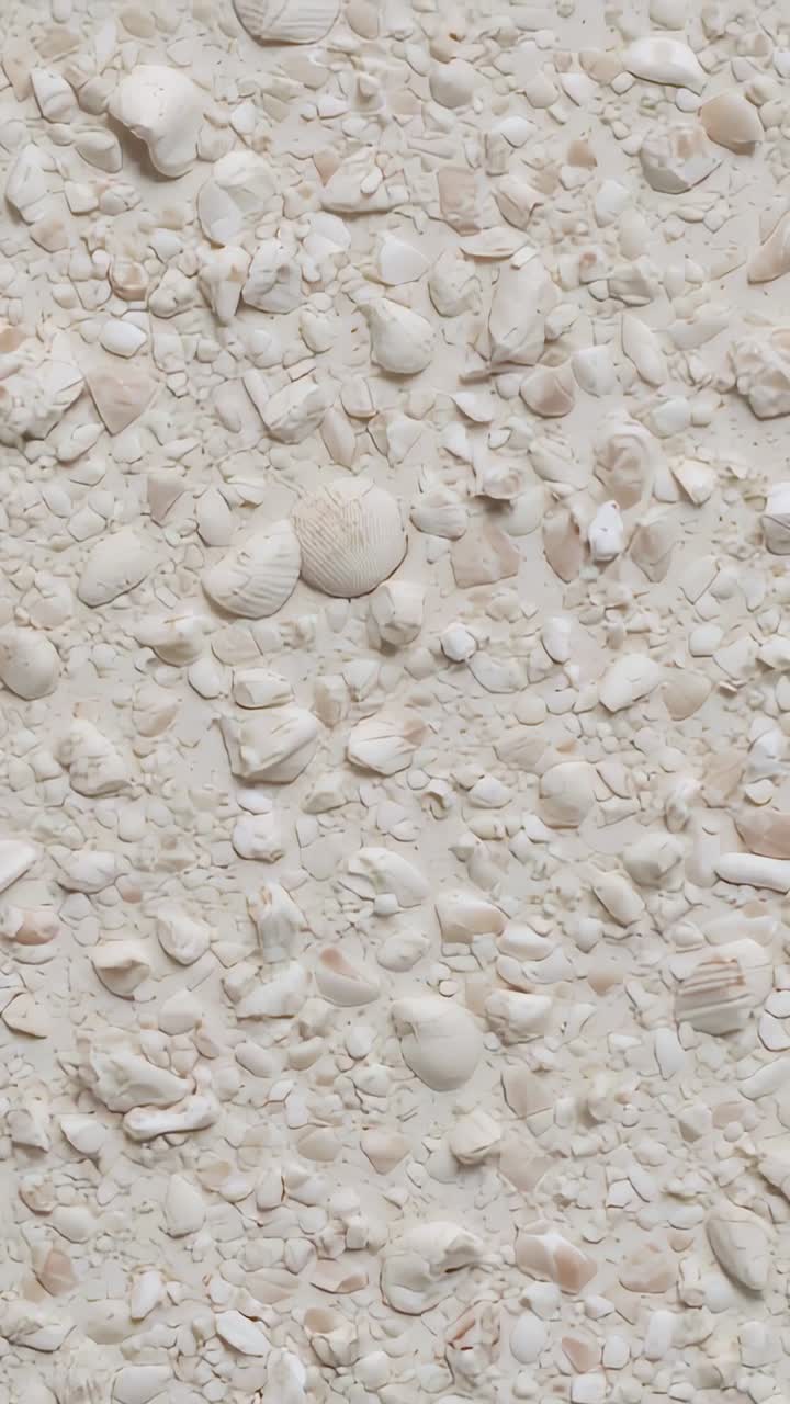 Video verticale: carrellata orizzontale della camera che rivela un terreno di conchiglie sulla spiaggia per esaminare conchiglie e ciottoli rotti