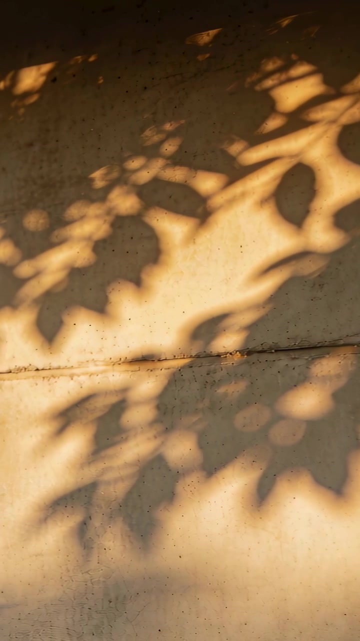 Vertical video: Shifting leaf branch shadows drifting on concrete seam in warm sun from breeze