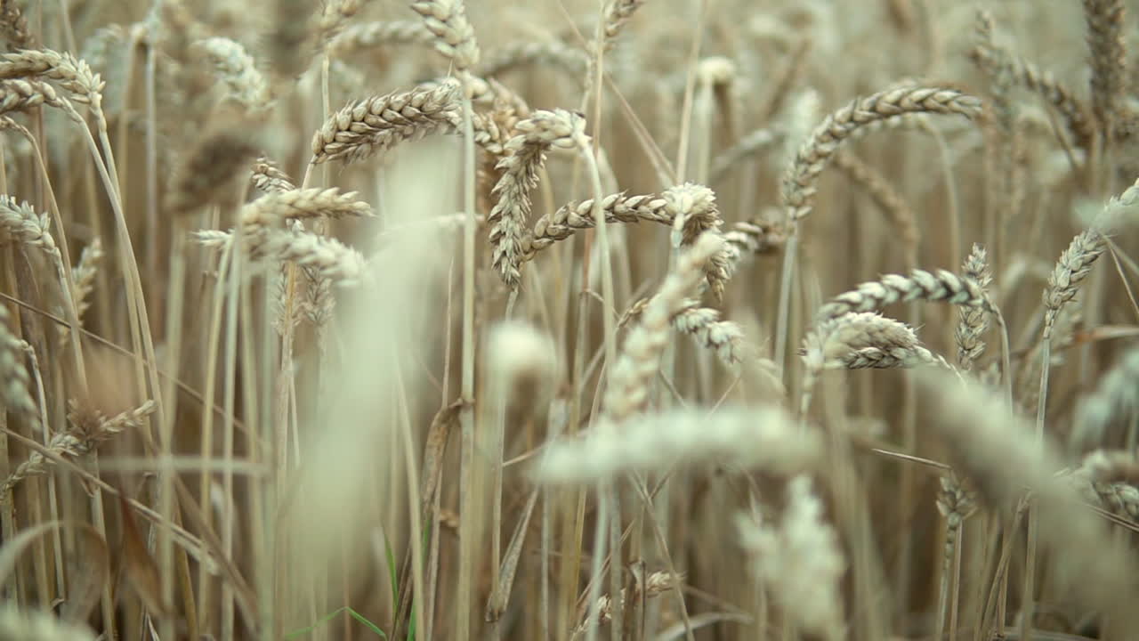 Low angle view. Barley fields ready for harvest. Farming and harvesting concepts
