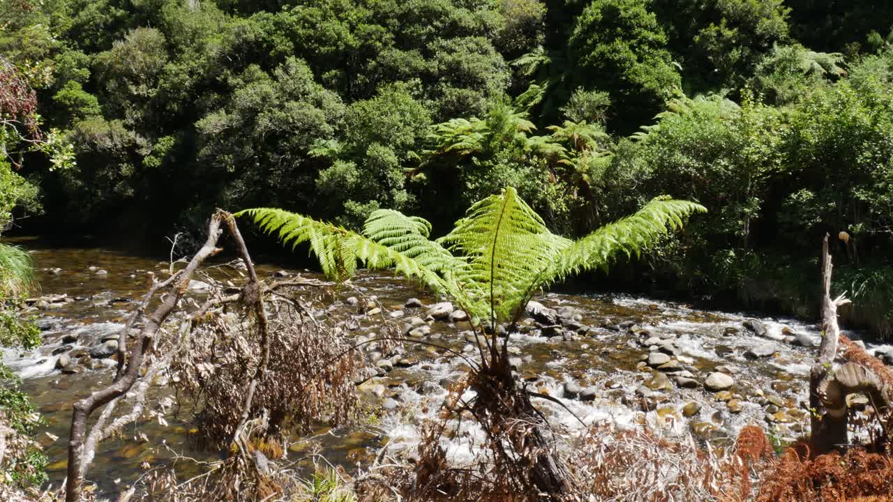 toma panorámica lenta de un arroyo que fluye tranquilo entre rocas y plantas de helecho durante un día soleado en whirinaki