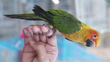 colorful parrot perched on a hand