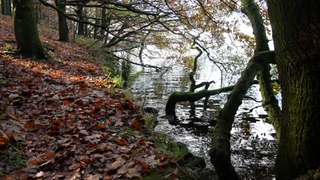 Untergetaucht-Saisonal-Belaubter-Herbstwald-Waldbäume-Herbstlaub-Landschaft-Ländliche-Szene-Dolly-Links