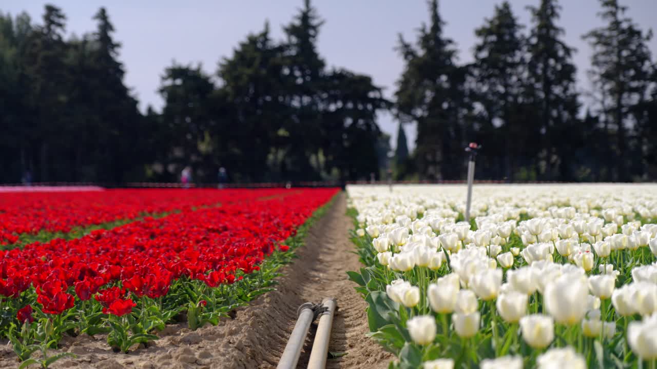 Watering pipes running inbetween the rows of vibrant Jonquières tulips in bloom