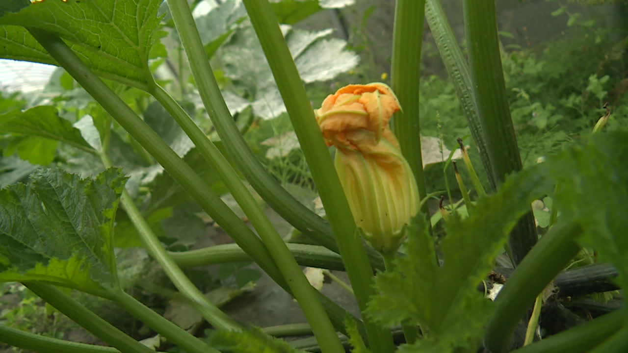 Zucchini flower in the garden