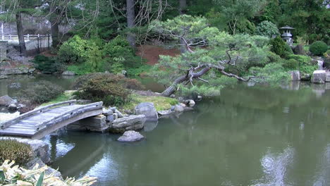 Japanese-koi-pond-with-footbridge-and-niwaki-pine