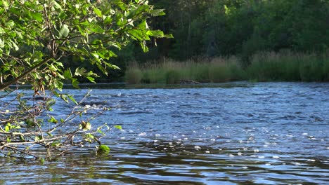 Eine-Nahaufnahme-Eines-Flusses-Mit-Kontinuierlich-Fließendem-Wasser