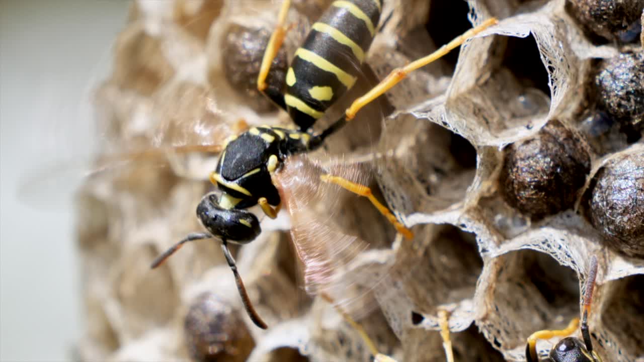 Macro shot of wasp moving wings in slow motion, resting on honeycomb in sunlight