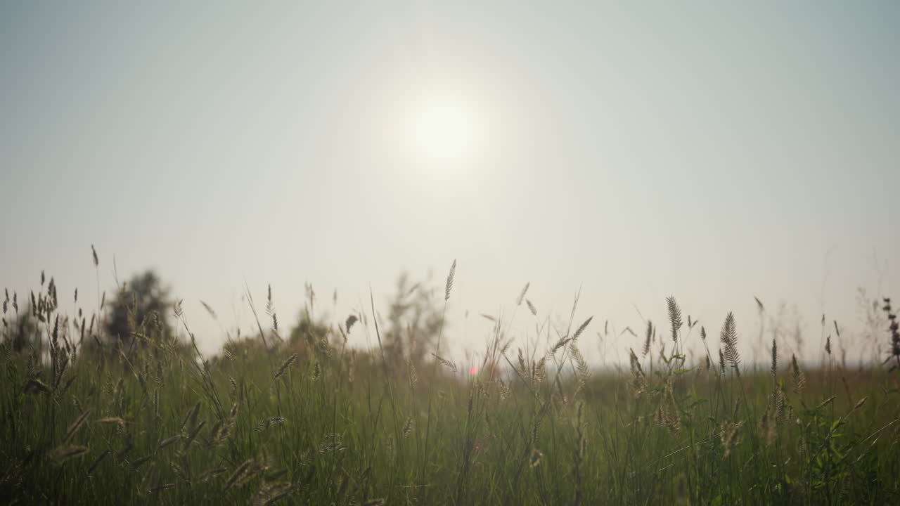 sun shines brightly over tall green grass with scattered wildflowers and trees, gentle red lens flare appears near centre adding warmth to peaceful rural scene under clear sky