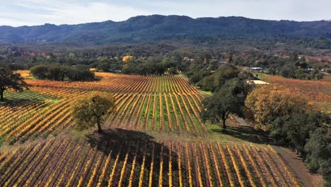 fall colors in the vineyards of northern california near kenwood california