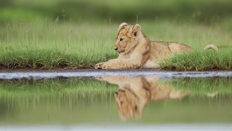 cute lion cub on african animals safari, baby animals and wildlife in serengeti national park in tanzania in africa, young lions cub lying down by river with reflections reflected in still water