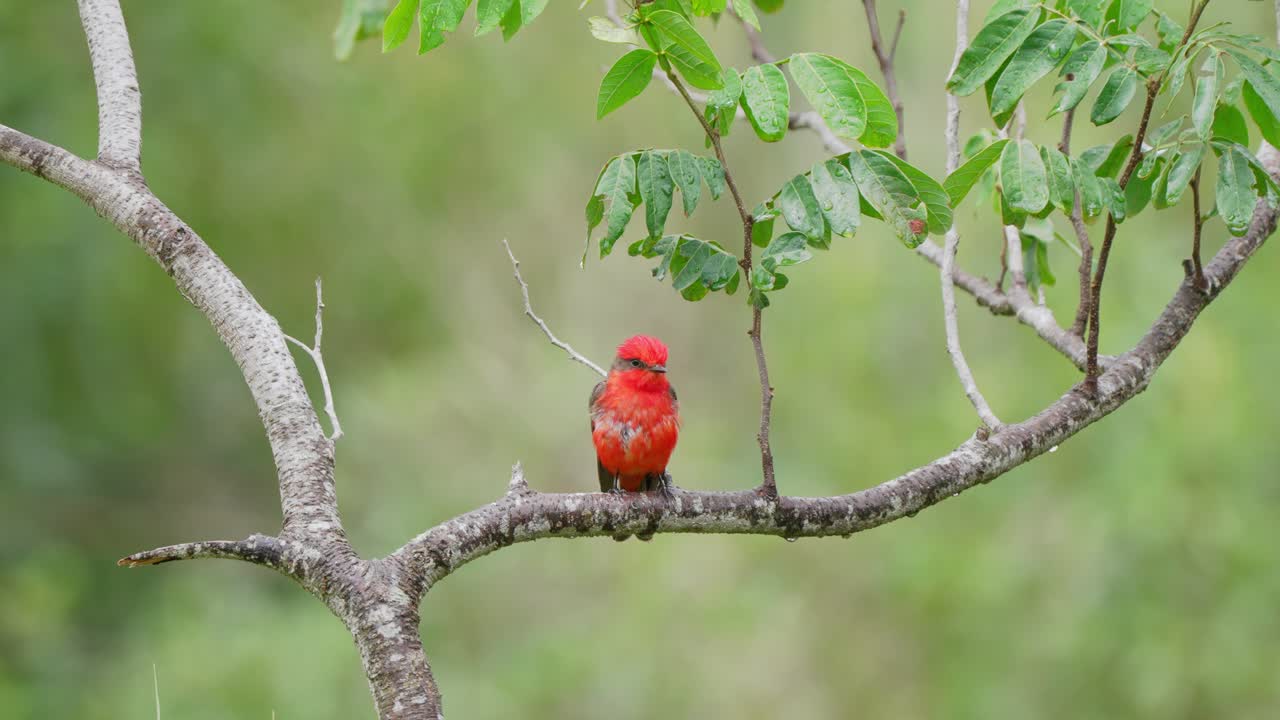 el pequeño papamoscas escarlata macho de frente, pyrocephalus rubinus con un vibrante plumaje rojo posado en una rama de árbol en forma de y contra un hermoso follaje verde, extiende sus alas y vuela lejos
