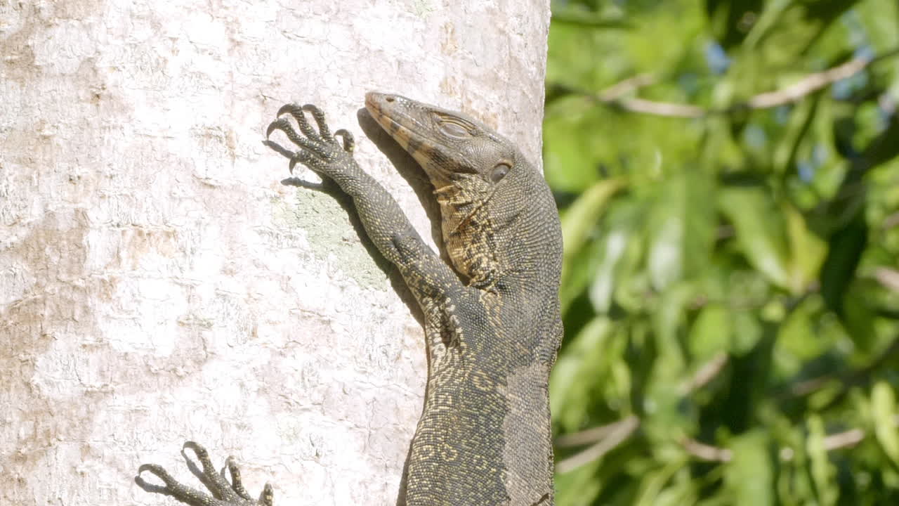 сонная мониторная ящерица взбирается на дерево и держится за него вертикально