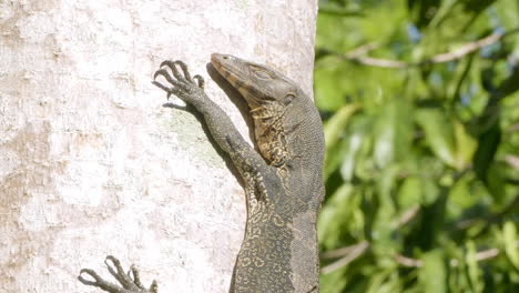 Sleepy-Monitor-Lizard-Climb-and-Hold-on-to-Tree-Vertically