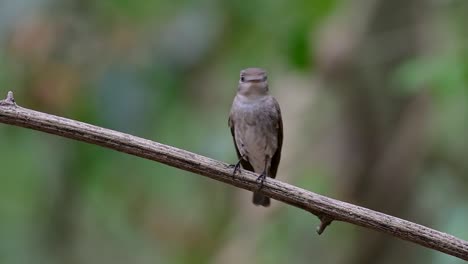 El-Papamoscas-Marrón-Asiático-Es-Un-Pequeño-Pájaro-Paseriforme-Que-Se-Reproduce-En-Japón,-Himalaya-Y-Siberia