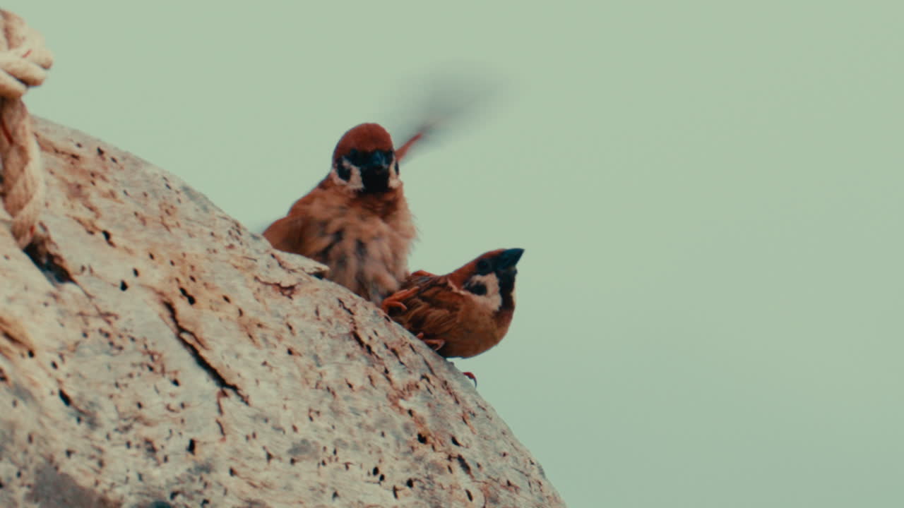 Two Eurasian Tree Sparrows on a Rock