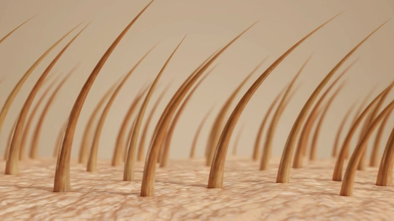 Human hair growth anatomy visualization showing follicles in skin layer