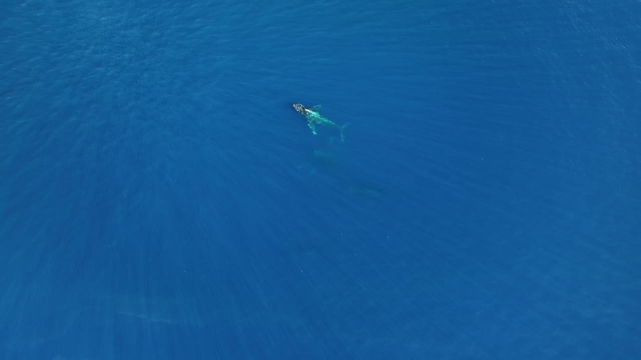 3마리의 혹등고래가 숨을 쉬기 위해 푸른 바다에서 다시 떠오른다