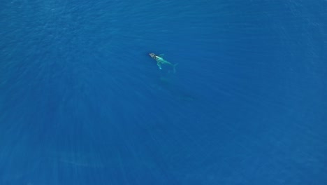 Tres-Ballenas-Jorobadas-Resurgiendo-Del-Océano-Azul-Para-Tomar-Un-Respiro