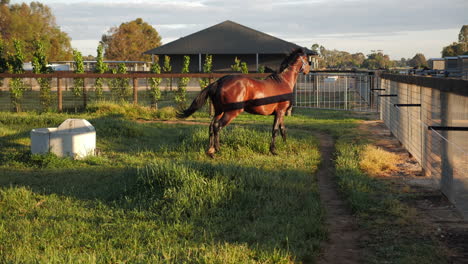 majestic horse strutting around in field