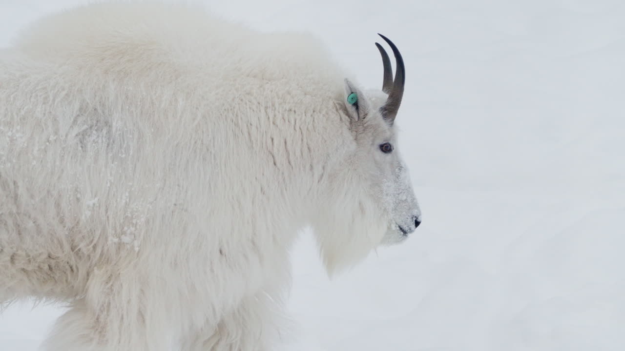 Mountain Goat Walking On Snowy Landscape In Yukon, Canada - Slow Motion