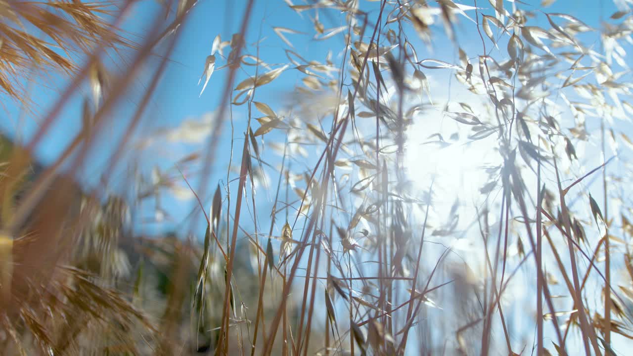 바람에 부드럽게 부는 야생 풀 사이로 비치는 햇빛