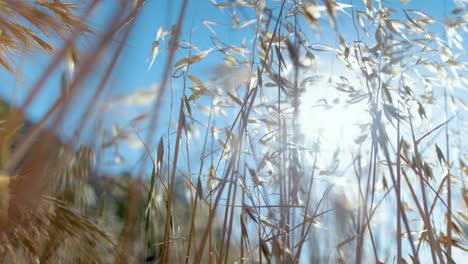 sunlight shining through wild grass blowing gently in wind