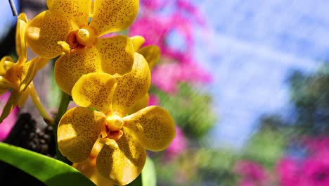 yellow orchids with colorful background at a market