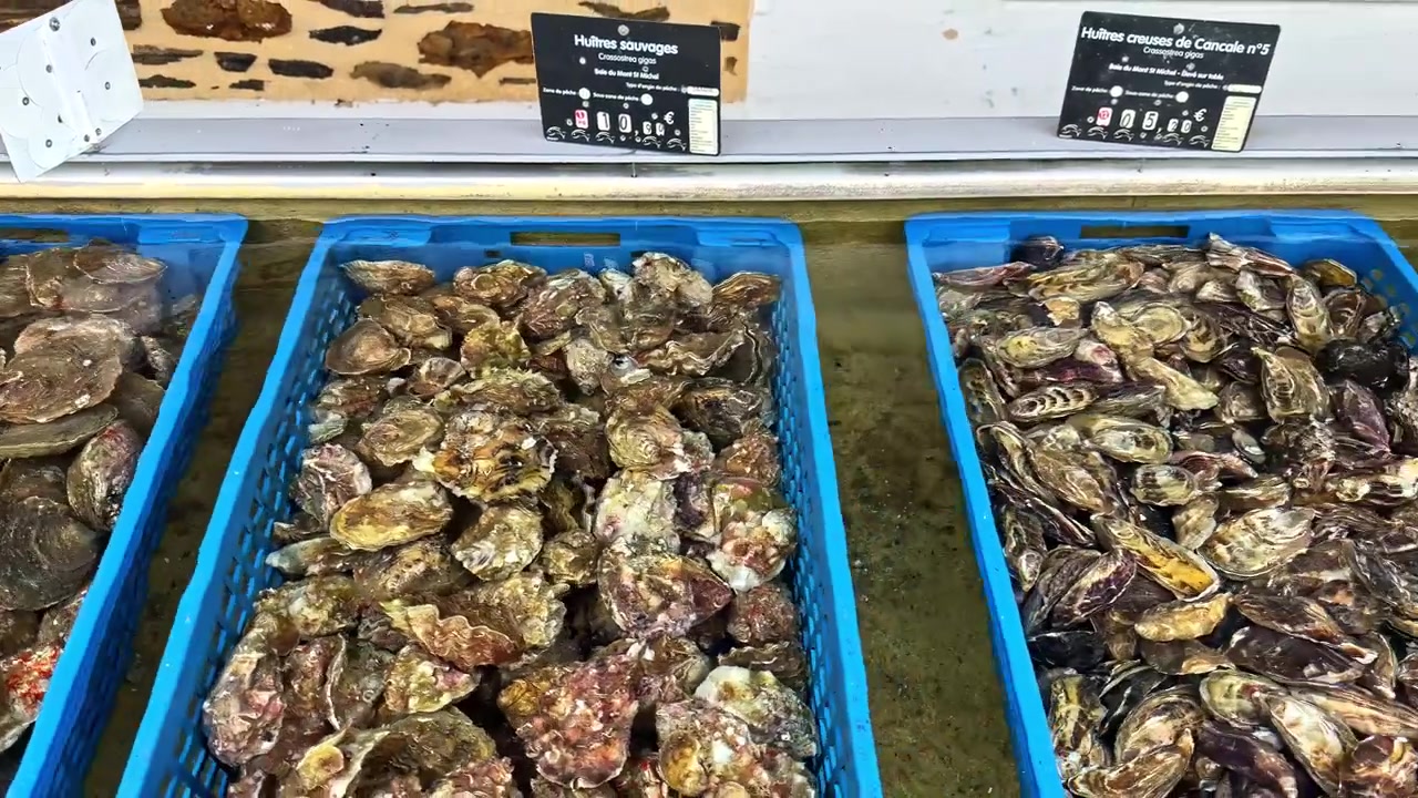 Fresh bivalve shellfish clams and oysters in crates at a market seafood