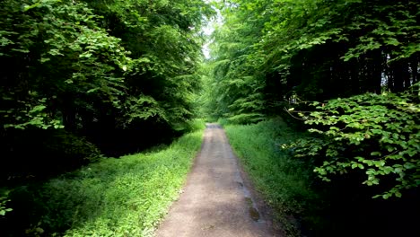 4k-Drohnenvideo,-Das-Zwischen-Grünen-Bäumen-In-Einem-Wald-Fliegt